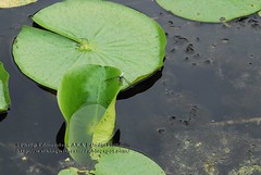 Dragonflys on Lily Pads