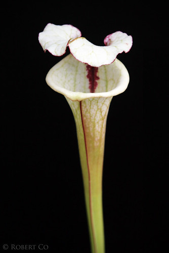 Sarracenia carnivorous plant Leah Wilkerson x Adrian Slack clone 3