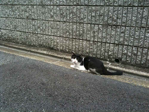 Today's Cat@2010-08-02