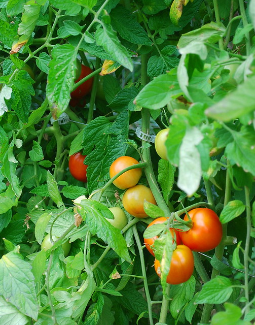 Ripening Red Siberian Tomatoes