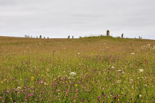 Ring of Brodgar - Wild flower meadow