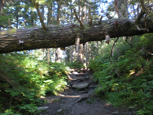 Mt Robert's Trail