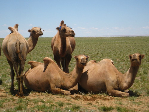 slightly interested camels