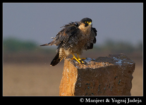 Peregrine Falcon (Falco peregrinus) shaking off loose feathers and dust