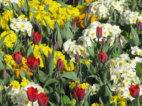 Flowerbed Greenwich Park 7705