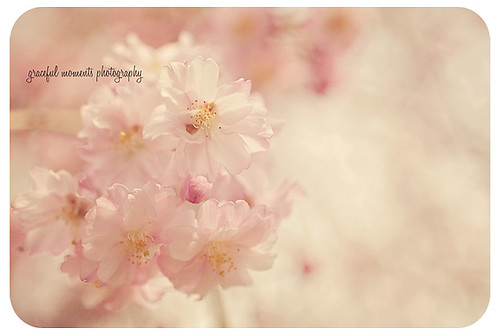 spring is here! by Melissa Ann <3