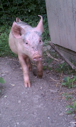 Pig Exploring Outside
