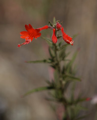 california fuchsia