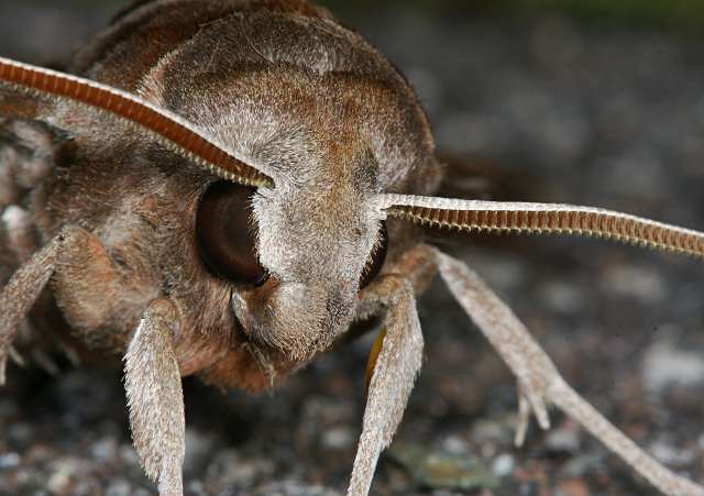ハネナガブドウスズメ Acosmeryx naga