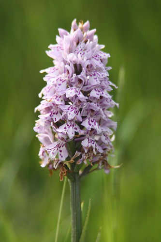 Common Spotted Orchid / Dactylorhiza fuchsii