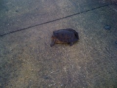  Soft Shell Turtle