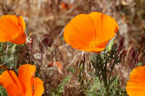 california poppy reserve. Antelope Valley California Poppy Reserve, State Natural Reserve,