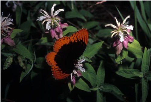 Diana fritillary butterfly feeding at a mint flower. (photo credit FS Southern Research Station)