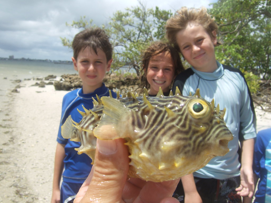 Jacob, Harper, William and striped burrfish