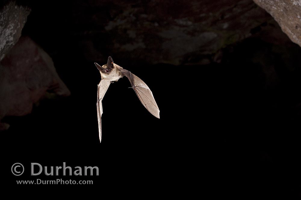 western long-eared bat