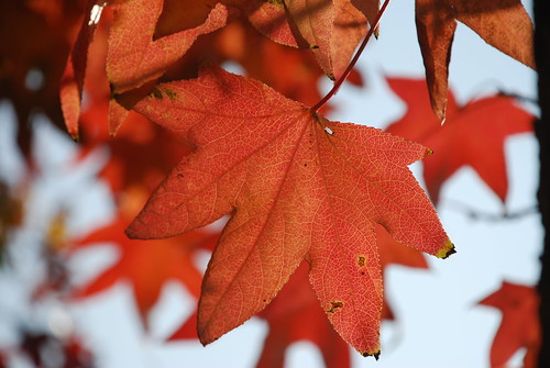 santiago fall 3, leaf
