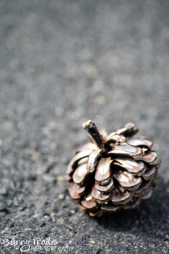 200-pinecone
