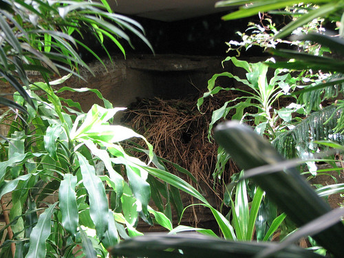 Hamerkop nest