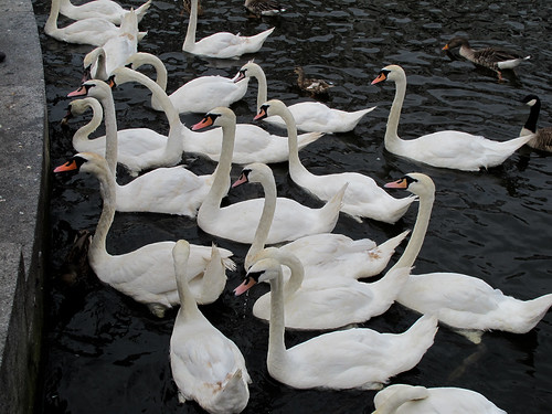 An Army of Swans - Hamburg, Germany