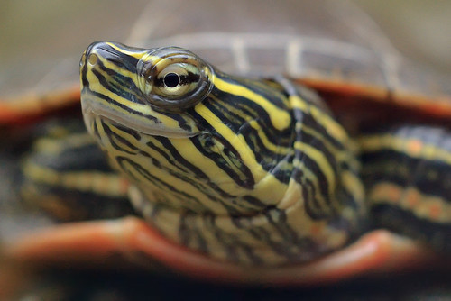 Babler State Park, in Wildwood, Missouri, USA - turtle in terrarium