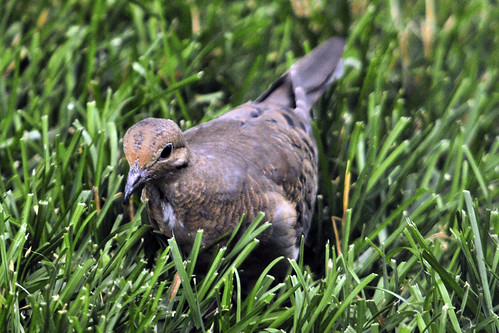 juv mourning dove 2