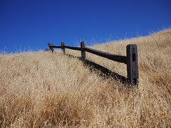 fence in grass