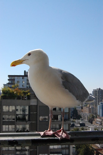 Vancouver - Seagull on the 22nd floor (3)
