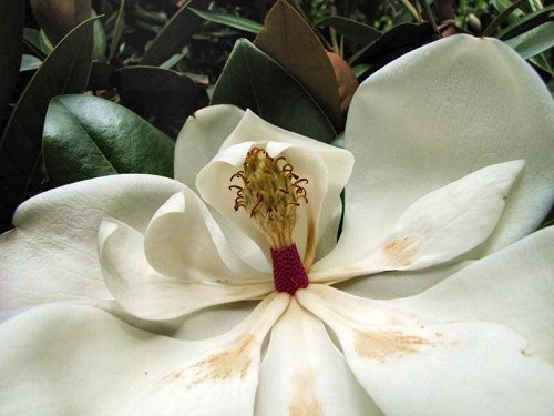 20100804-rq-01-magnolia grandiflora