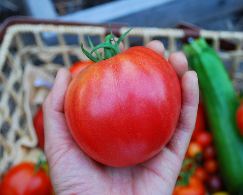 Ripe Cuor Di Bue Tomato