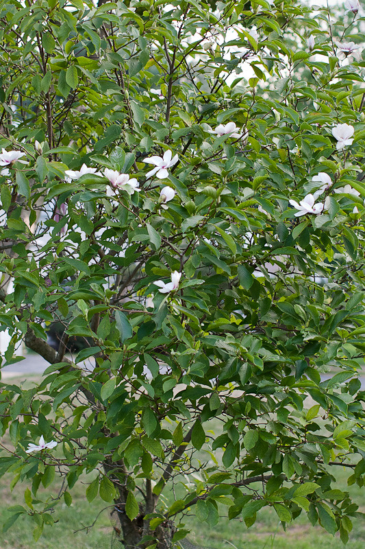 Magnolia in summer