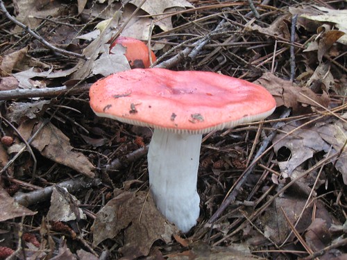 Red And White 81. Mushroom - Red Cap, White Stem