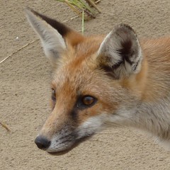 Fox, Pembrey dunes 1b by Dluogs, on Flickr