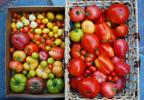 Mid August Tomato Harvest 4