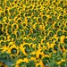 sunflower field by Andrew :-)