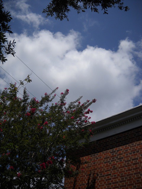 crape myrtles reach for the sky