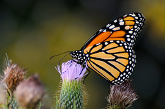 Monarch on Purple Thistle DSC_9998 by Mully410 * Images