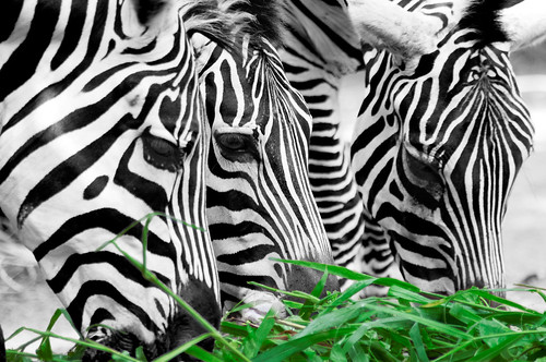 Color Key Week – Zebras pleasure