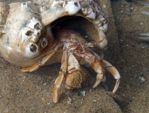 22326 - Hermit Crab, Rhossili, Gower
