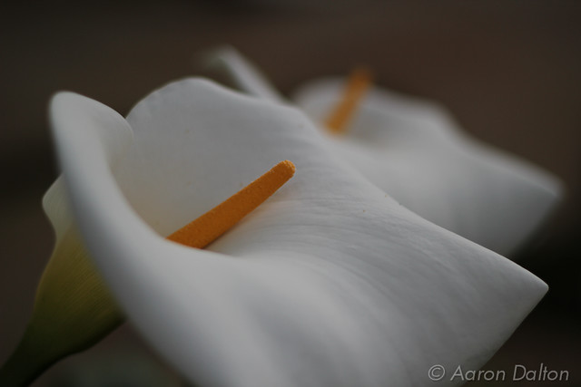 Close Up of Cala Lilly