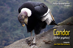Condor de Los Andes (Vultur gryphus) por Parques Nacionales Naturales de Colombia