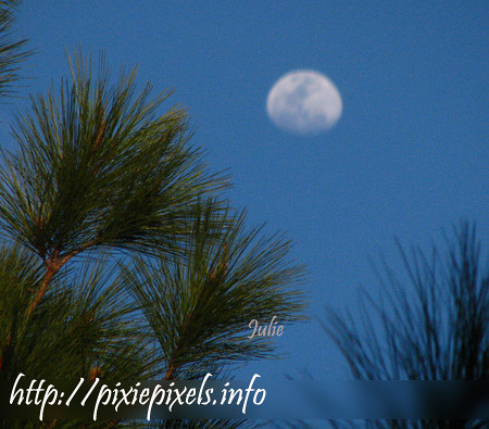 april25 Pine tree and Moon