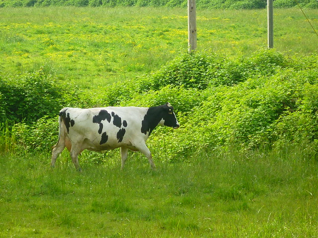 cow on the move