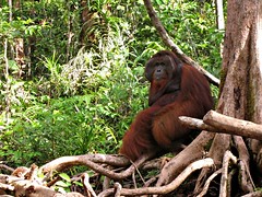 Tom - The King - Male Orangutan in Tanjung Puting National Park