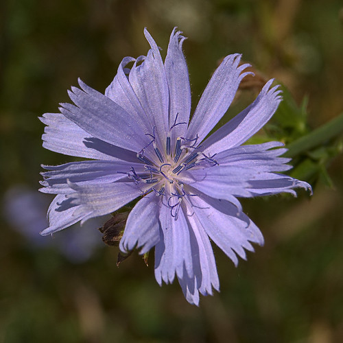 Chicory blossom, at Fort Bellefontaine, in Saint Louis County, Missouri, USA