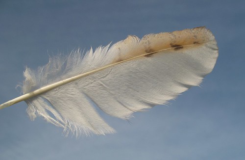 Barn Owl feather