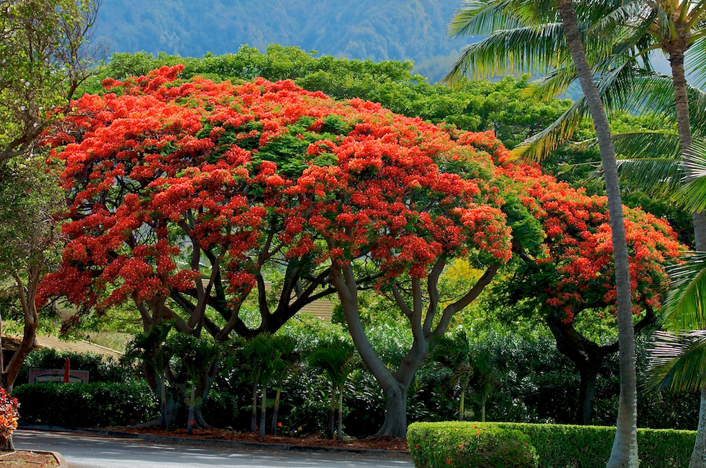 Royal Poinciana Maui 