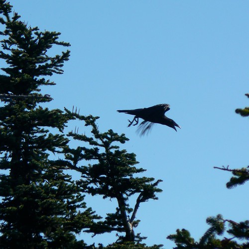 Raven in flight, Olympic NP