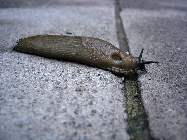 Large Black Slug (Arion ater)