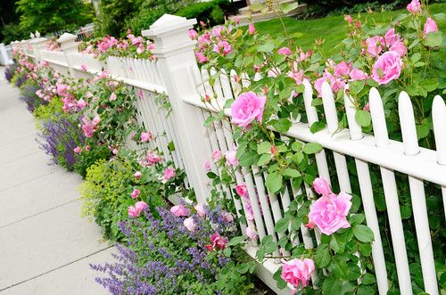 Garden Fence with Pink Rose