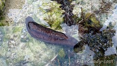 Sea Cucumber in Pagudpod